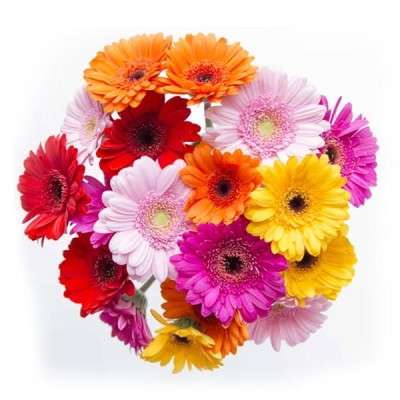 Fresh Flowers Manufacturers in Bangladesh, Fresh Flower Wholesale ...